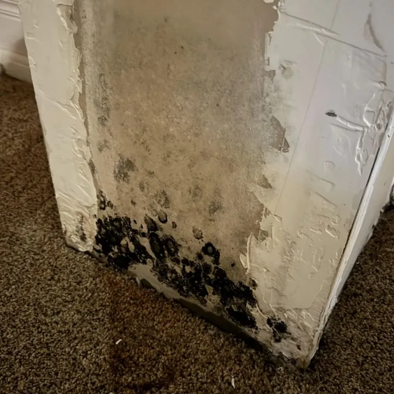 Professional Mold Removal in Fredericktown, MO